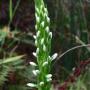 Rein Orchid (Piperia elegans): We found about 4 of these natives along the Laguna Trail.